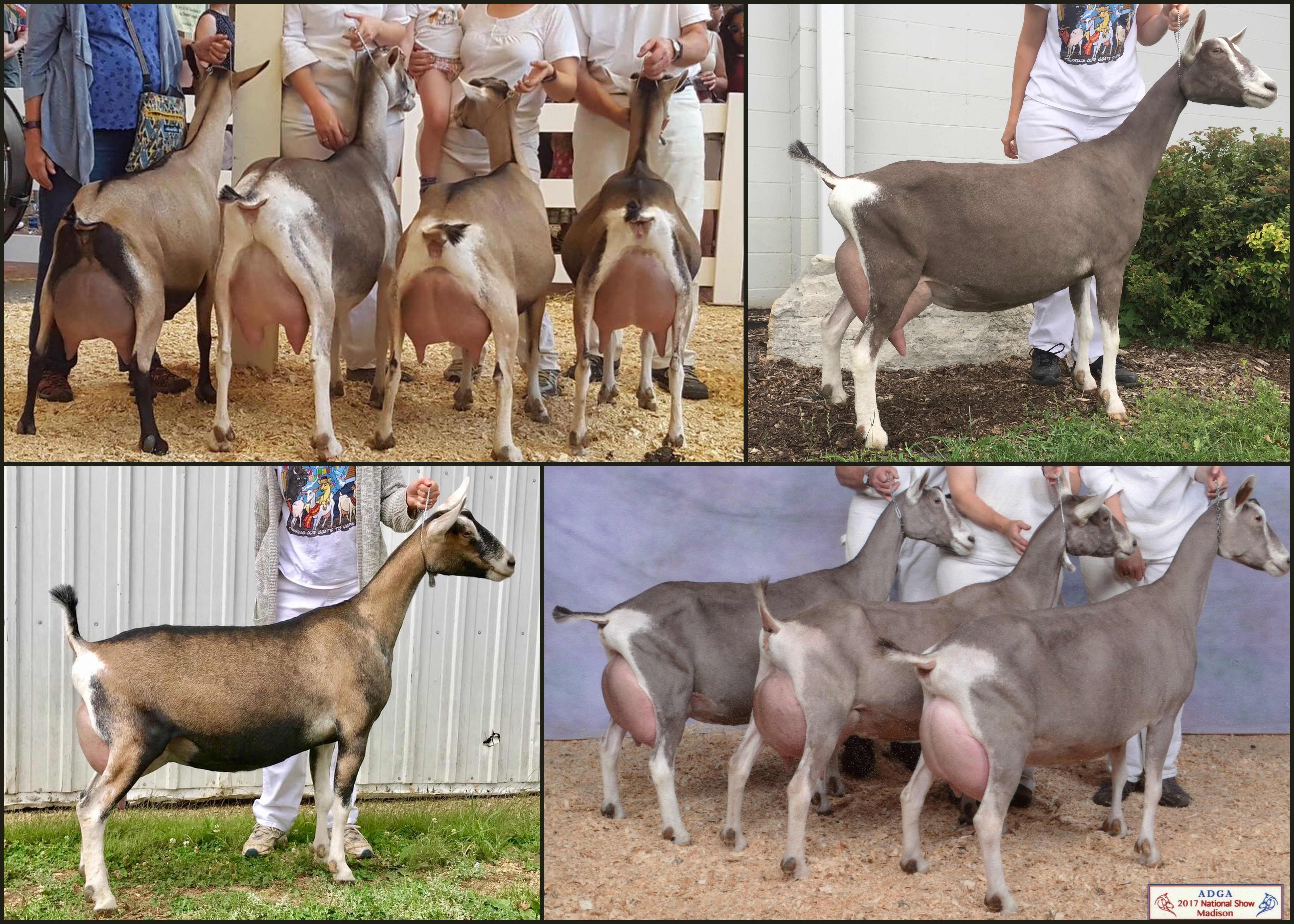 dairy goats